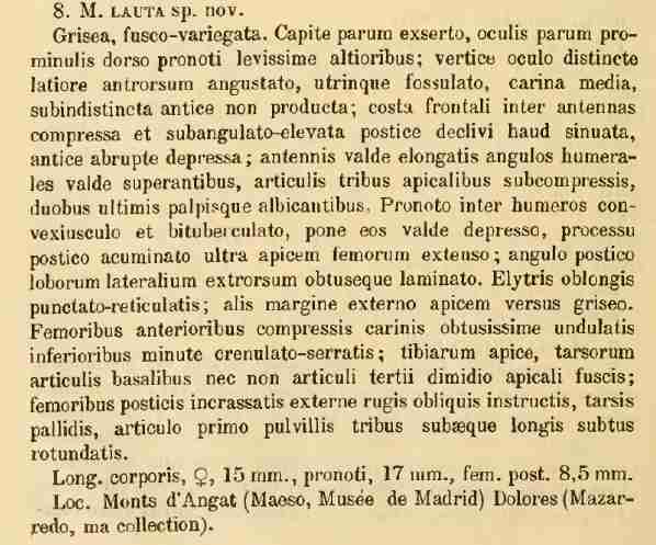 Mazarredia (Rosacris) lauta Bolívar, 1887: original description. (Otu).
