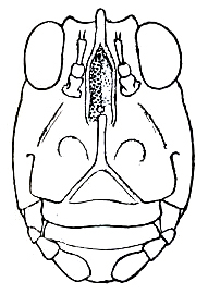 Tylotettix simplex Hebard, 1924: Pl. VI, Fig. 1 (after type). male face. (Otu).