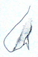 Allotettix incomptus (Hebard, 1924): Pl. III, Fig. 4. latero-caudal angle of pronotal lateral lobe (dorsal view). (Otu).
