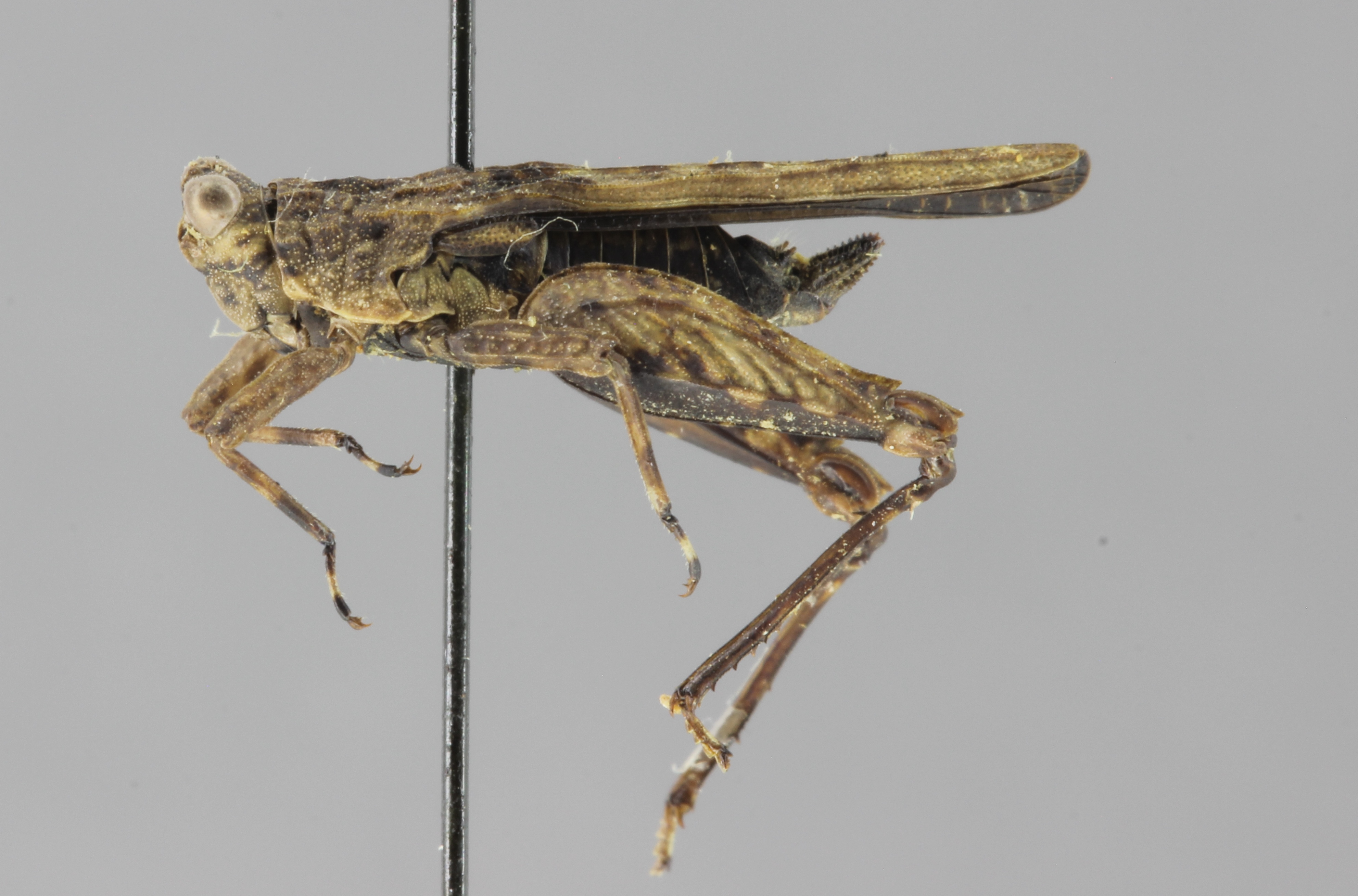 CollectionObject 1523149; 71f8bd3f-2f32-45fb-a88b-2fcd93c78aac: female, lateral view (lectotype). (CollectionObject).