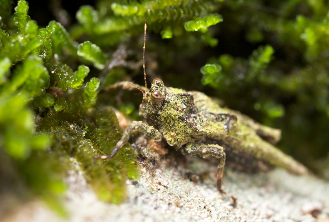 CollectionObject 1571717; 0737cd60-f508-46ca-9ec7-e5be22e0f2cf: (CollectionObject).