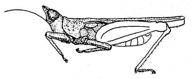 Rhopalina javana Tinkham, 1939: Fig. 204. male, lateral view (Corystotettix javanicus, pronotum length 7-8.7 mm, hind femur 4.2-4.5 mm). (Otu).