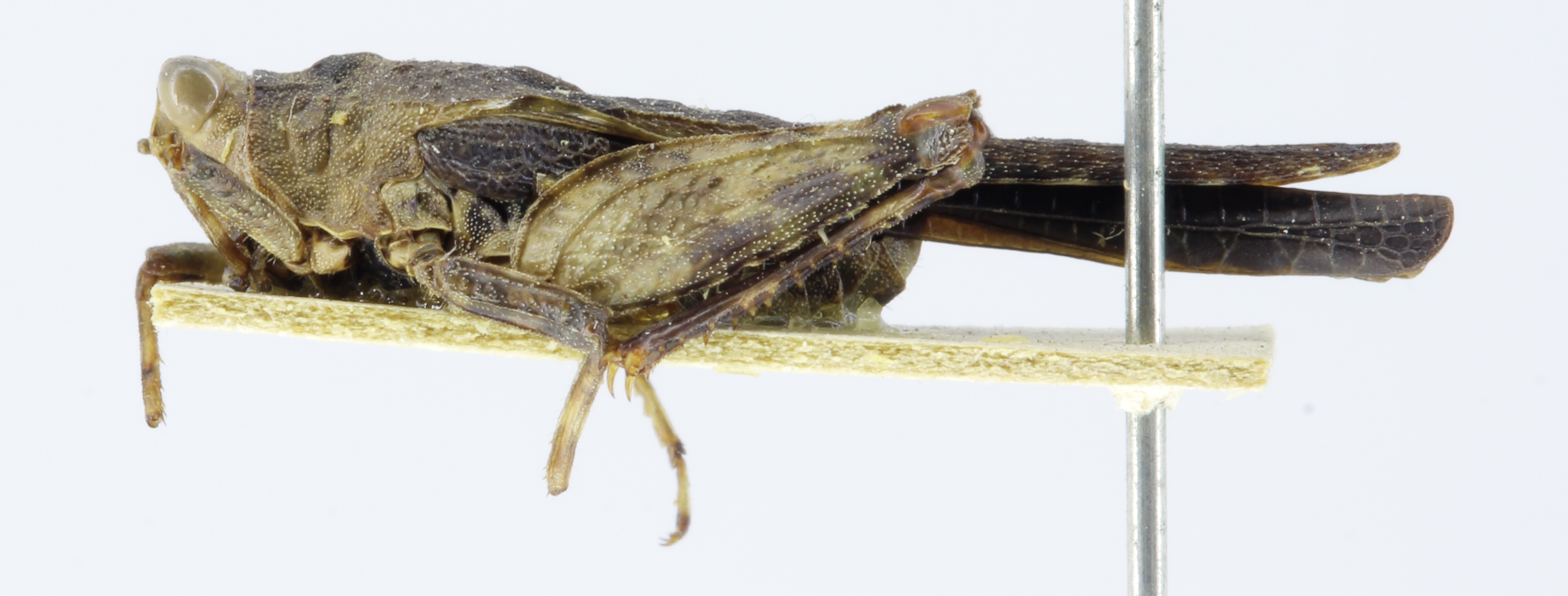 CollectionObject 1523166; 6724237d-e967-42f7-a95e-e5c09bf0a96a: male, lateral view (holotype). (CollectionObject).