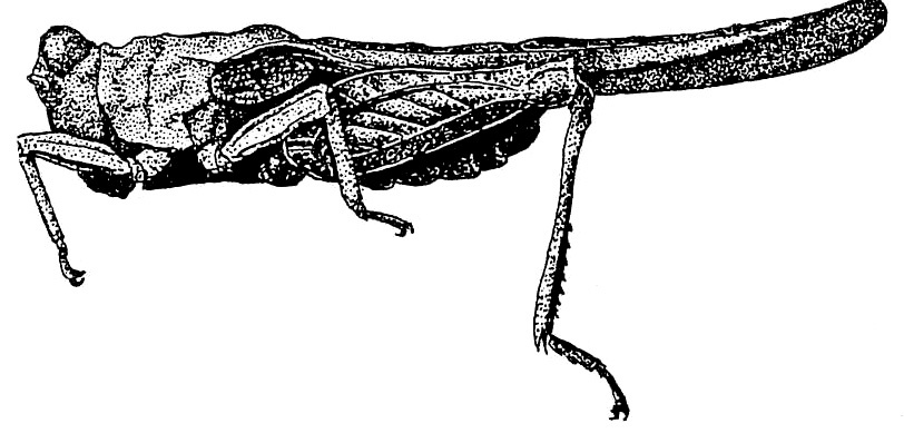 Scabrotettix magistralis (Brunner von Wattenwyl, 1900): Fig. 186. female, lateral view. (Otu).