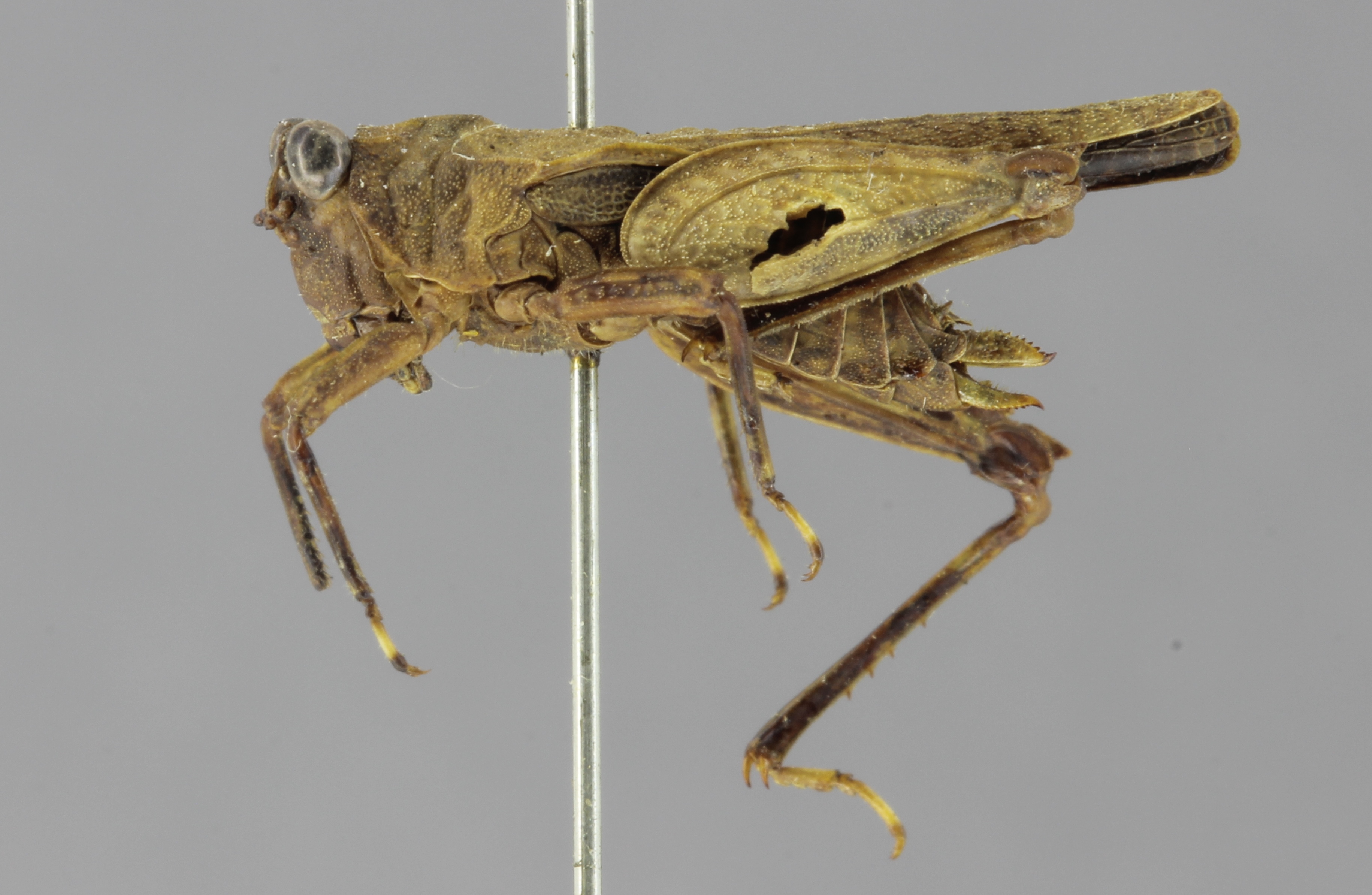 CollectionObject 1523168; 8d49d97d-2329-435f-84cd-2b60a263c99d: female, lateral view (holotype). (CollectionObject).