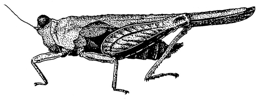 Scabrotettix bolivianus extensus Hancock, 1907: Fig. 188. female, lateral view (pronotum length 13-16.5 mm). (Otu).