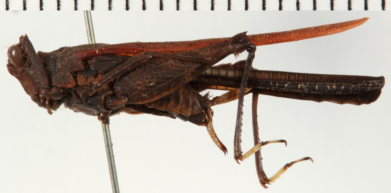 CollectionObject 1529913; NHRS NRM-ORTH 12991, 0700390f-dee0-4cb3-a3a5-2ce06d049d99: female, lateral view (holotype). (CollectionObject).