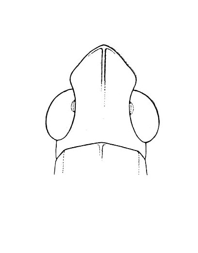 Thibron lunda (Rehn, 1930): Pl. 4, Fig. 6 (after type). female, dorsal view of head. (Otu).