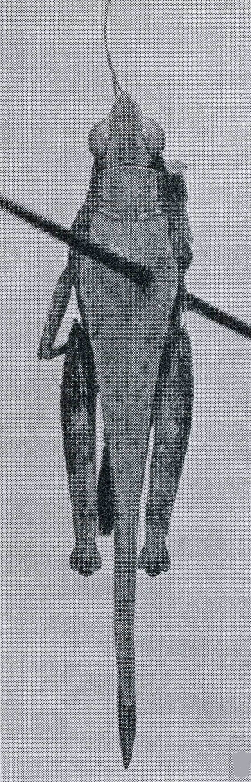 Thibron mendax Rehn, 1938: Fig. 9. male, dorsal view (holotype). (Otu).