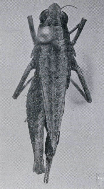 CollectionObject 1523177; 9beb6be1-b590-41f9-ace1-be81706d0e5a: Fig. 7. female, dorsal view (holotype). (CollectionObject).