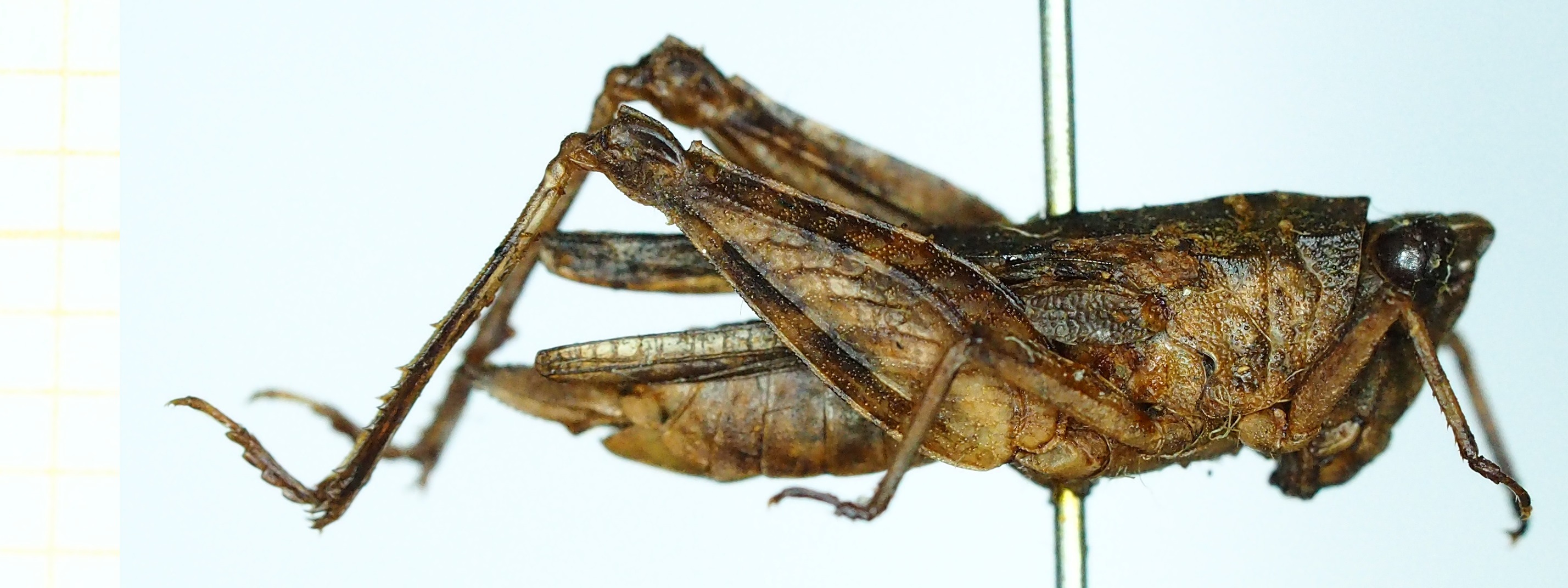 CollectionObject 1476992; 416ac63e-7494-4aed-a197-e86c57bacc3e, DORSA BXthiiliHTF: female, lateral view (holotype). (CollectionObject).