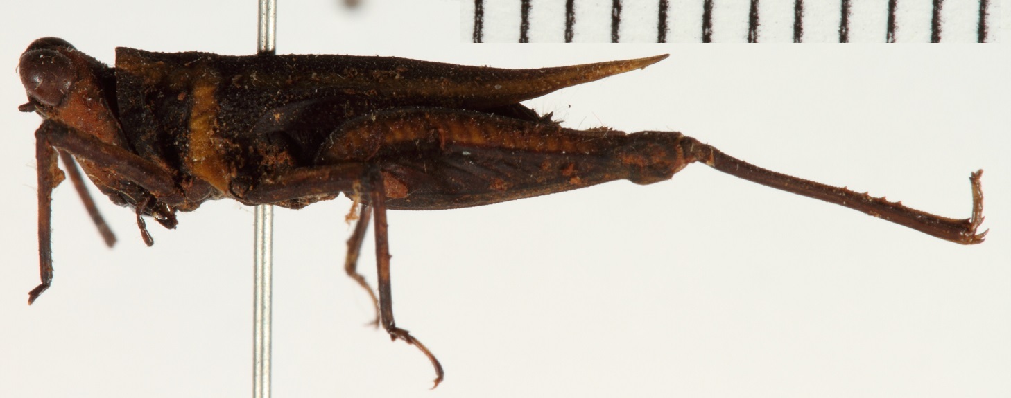 CollectionObject 1529914; NHRS NRM-ORTH 12987, 874a5db5-c31e-404d-963d-94d9b170acf5: female, lateral view (holotype). (CollectionObject).