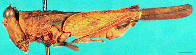 CollectionObject 1567566; 1c0a00a7-4076-4246-a1d6-217c015b7a8c: male, lateral view. (CollectionObject).