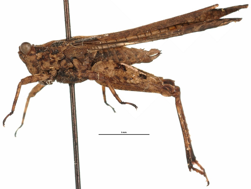 CollectionObject 1521840; 9ffd0a7f-fc76-457c-9244-06fd330f98c5: female, lateral view (holotype of Euparatettix pulvillus). (CollectionObject).