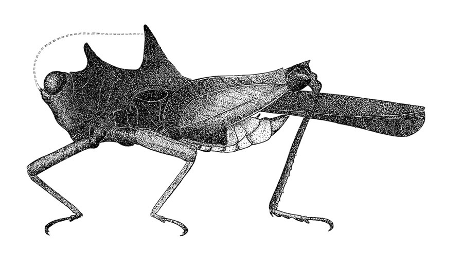 CollectionObject 1523383; 4fb9f660-723b-4c0e-9639-46bff61c469c, ANSP Type No. 5474: Plate 20, Fig. 1 (after type). male habitus (body length 10 mm, pronotum 14.1 mm, hind femur 6.13 mm). (CollectionObject).
