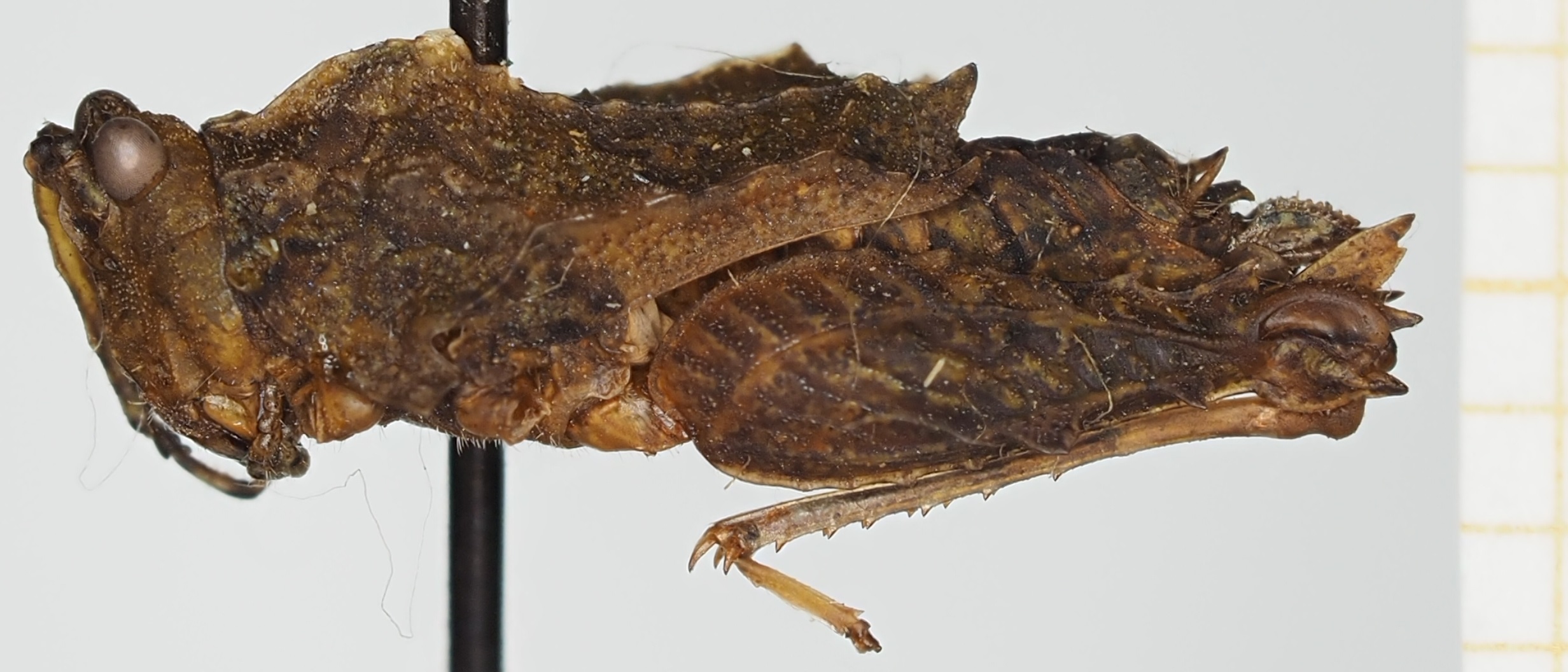 CollectionObject 1518029; 4329fe43-96a6-463f-b2ad-bf09201c2e13, NHMUK10924437: female, lateral view (holotype). (CollectionObject).