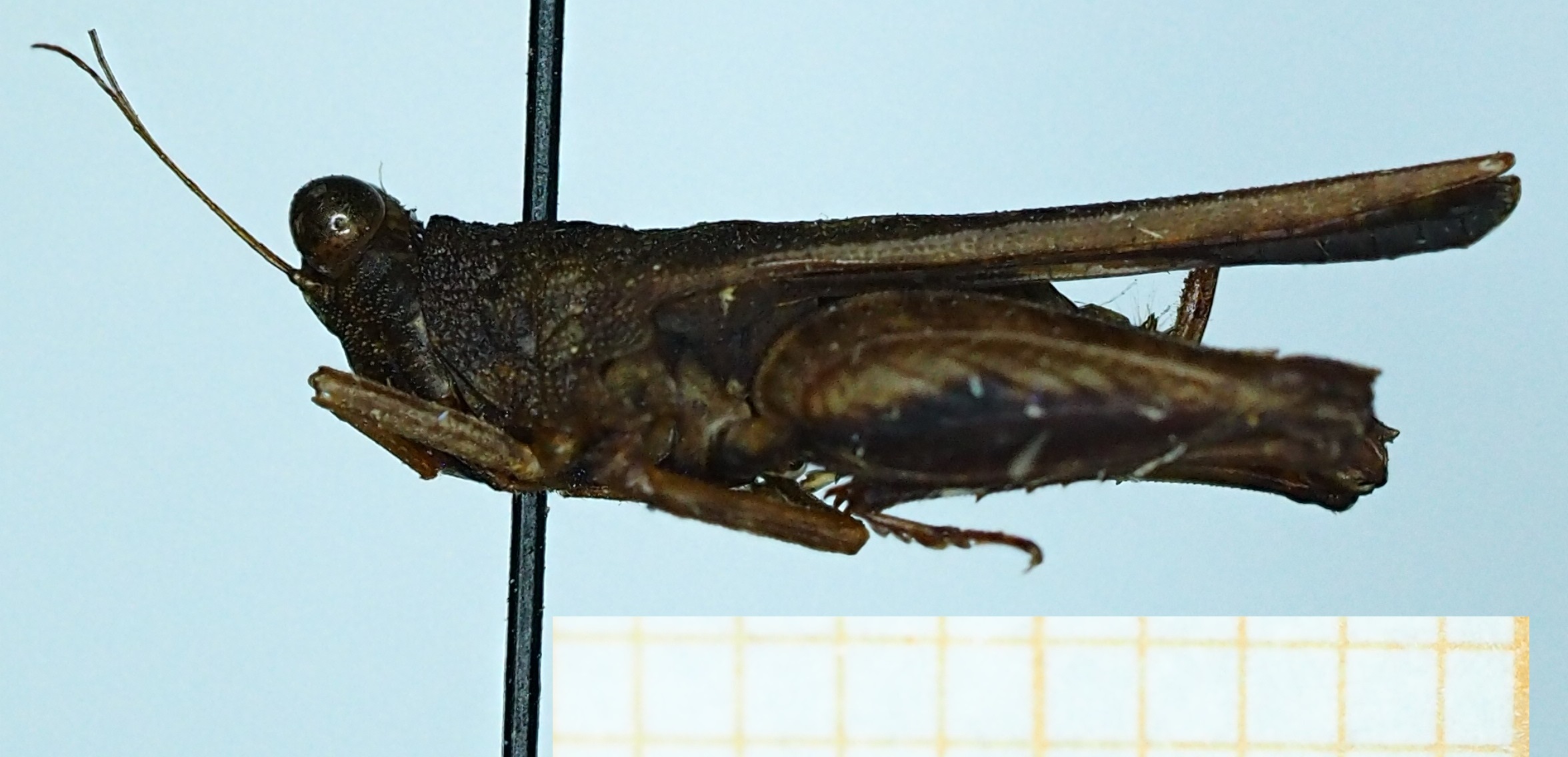 CollectionObject 1597041; 8b820056-aec9-4a6e-b4a3-8770c281e16e: female (no type), lateral view. (CollectionObject).