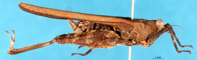 CollectionObject 1505424; 7c838a34-8a8b-44ce-9c0c-26e888d7e00a: male, lateral view. (CollectionObject).