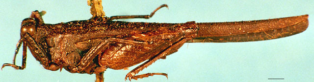 CollectionObject 1505141; 6ed89926-c4d9-4f7d-95cc-4ff3d2c79123, DORSA D090XM01: male, lateral view. (CollectionObject).