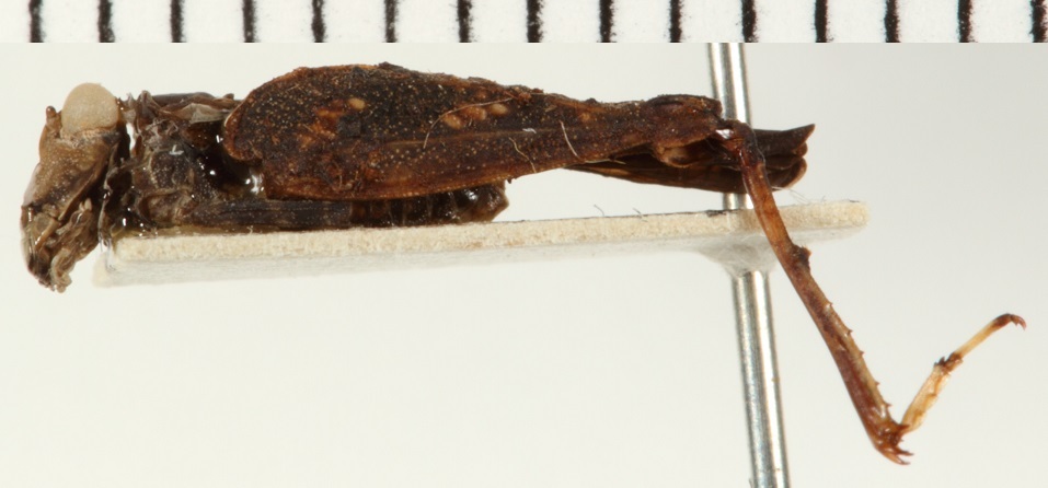 CollectionObject 1571070; 0922c497-11e4-4ed7-b744-83b69c91b96d: male, lateral view (syntype). (CollectionObject).