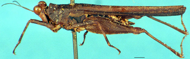 CollectionObject 1505119; 92e922e3-7f67-431f-aa27-31cbef144eea, DORSA D085XM01: male, lateral view. (CollectionObject).