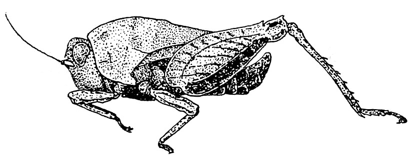 Hyboella overbecki Günther, 1939: Fig. 141 (after specimen from Kamodjan). male, lateral view (total length 6.5-7 mm, pronotum 4.8-5.5 mm, hind femur 4.5 mm). (Otu).