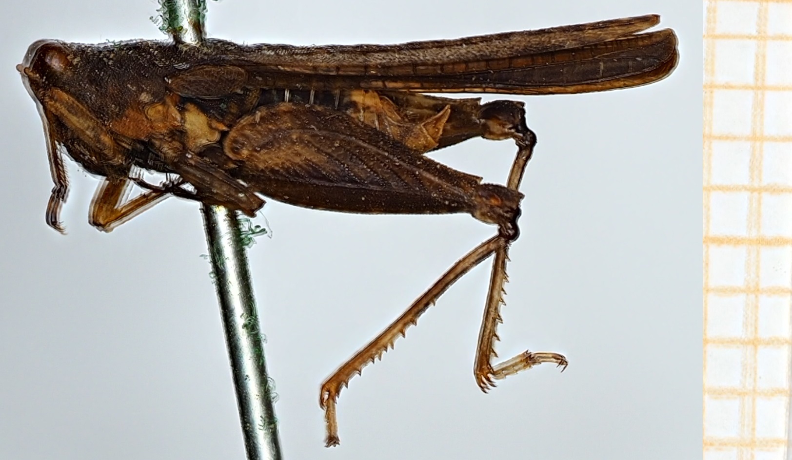 CollectionObject 1506083; 7fd1c47f-65ee-4ec5-99a6-c6e606cbdbfc: male, lateral view (syntype). (CollectionObject).