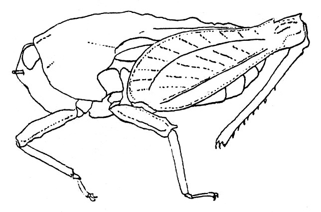 Hyboella tentata Hancock, 1915: Fig. 149 (after holotype). male, lateral view (pronotum length 11.6 mm, hind femur 8 mm). (Otu).