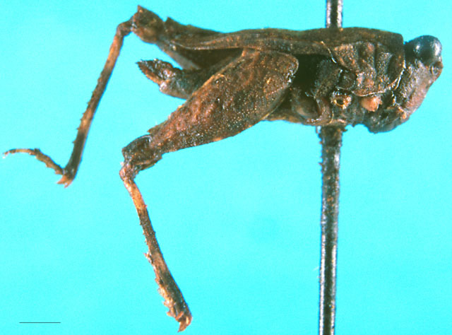 CollectionObject 1502253; 65d64559-4670-4d6e-b458-62775217cd50: female, lateral view (paratype). (CollectionObject).