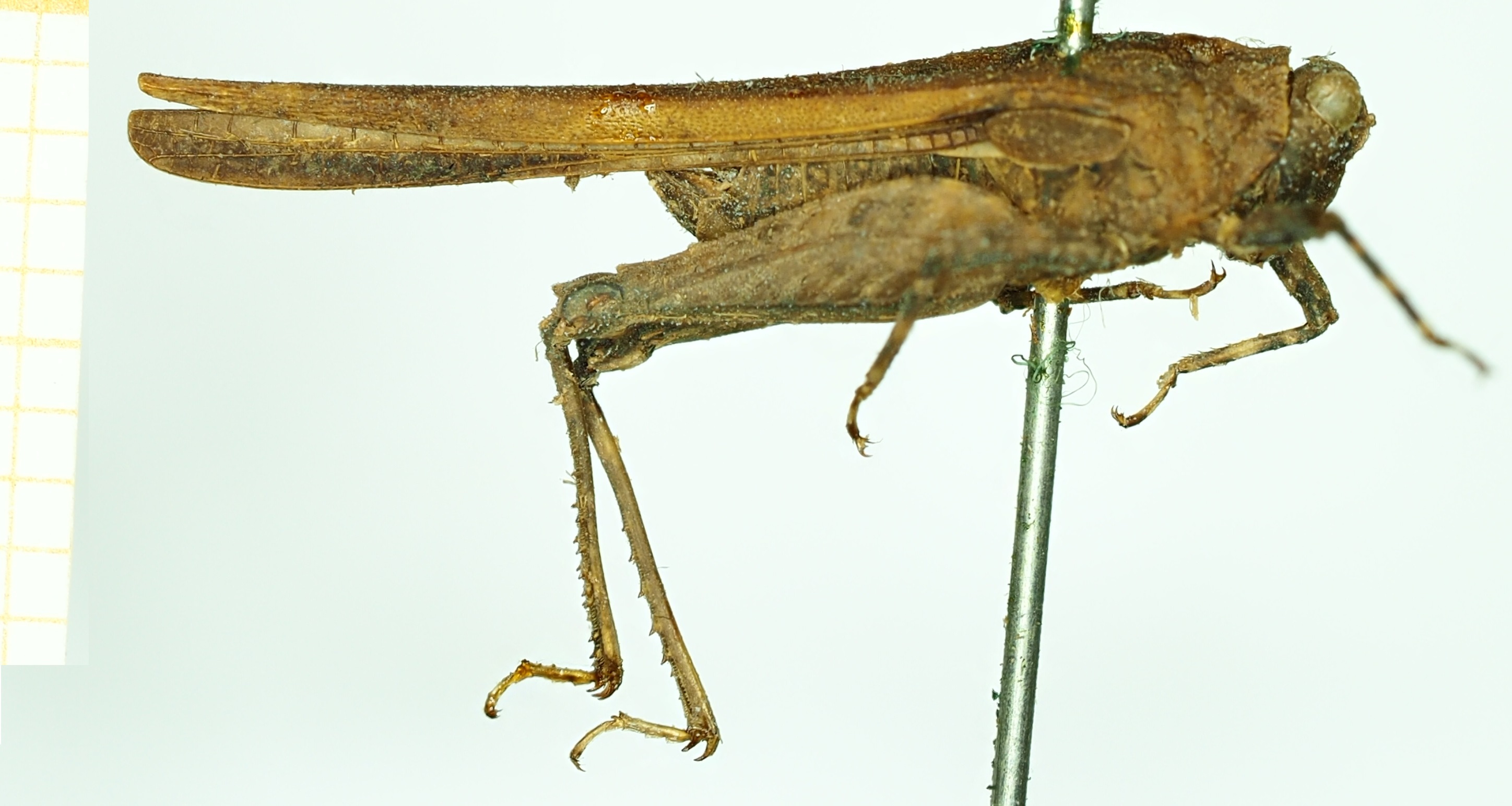 CollectionObject 1531571; bae82231-3982-4bb7-939a-d9e70efe4ccb: male, lateral view (syntype). (CollectionObject).