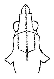 Rostella sumatrana (Willemse, 1928): Fig. 206. female, head, dorsal view. (Otu).