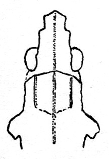 Rostella phyllocera (Haan, 1843): Fig. 205. female, head, dorsal view. (Otu).