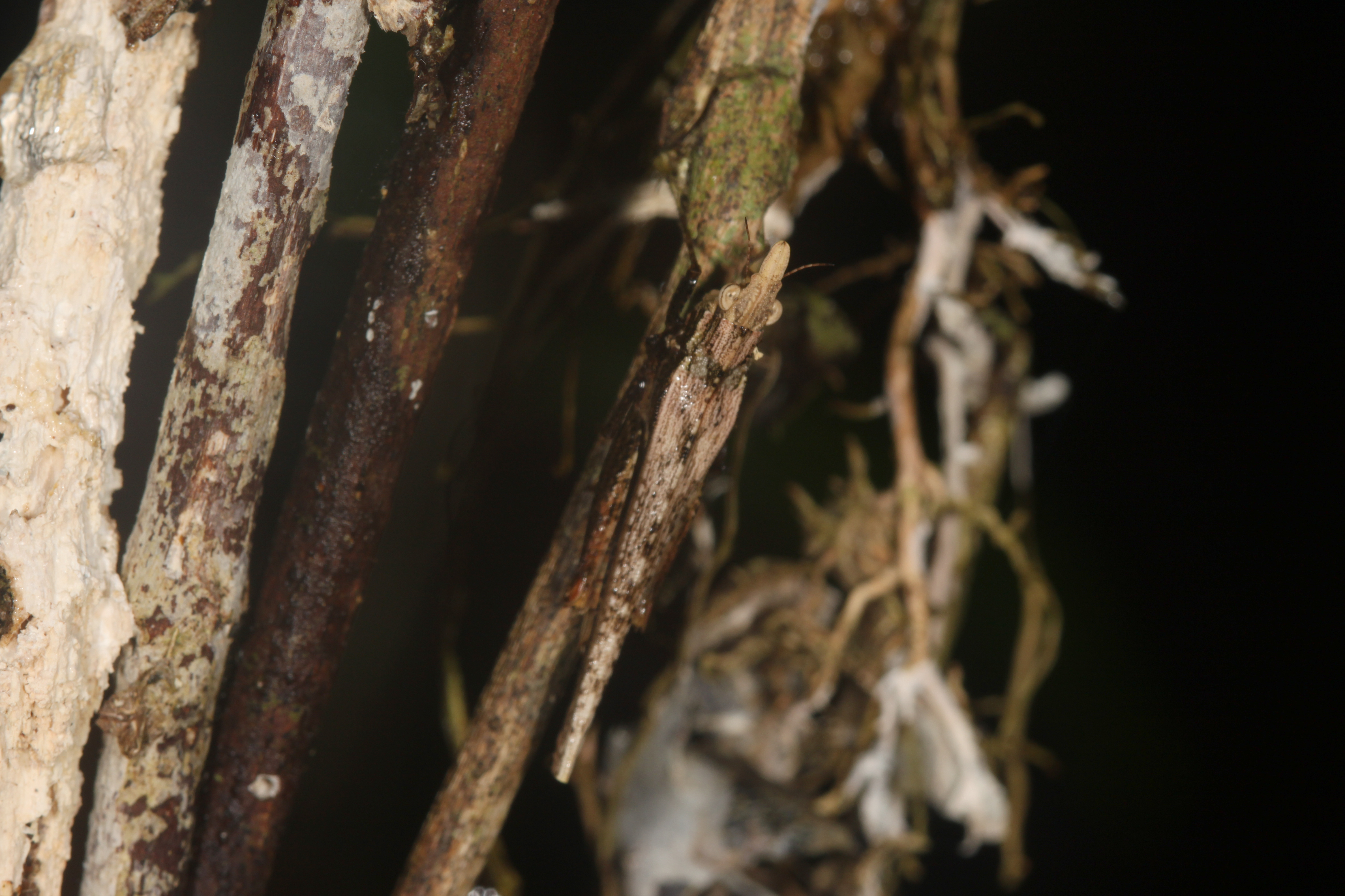 Rostella processus (Hancock, 1907): Sandakan. (Otu).