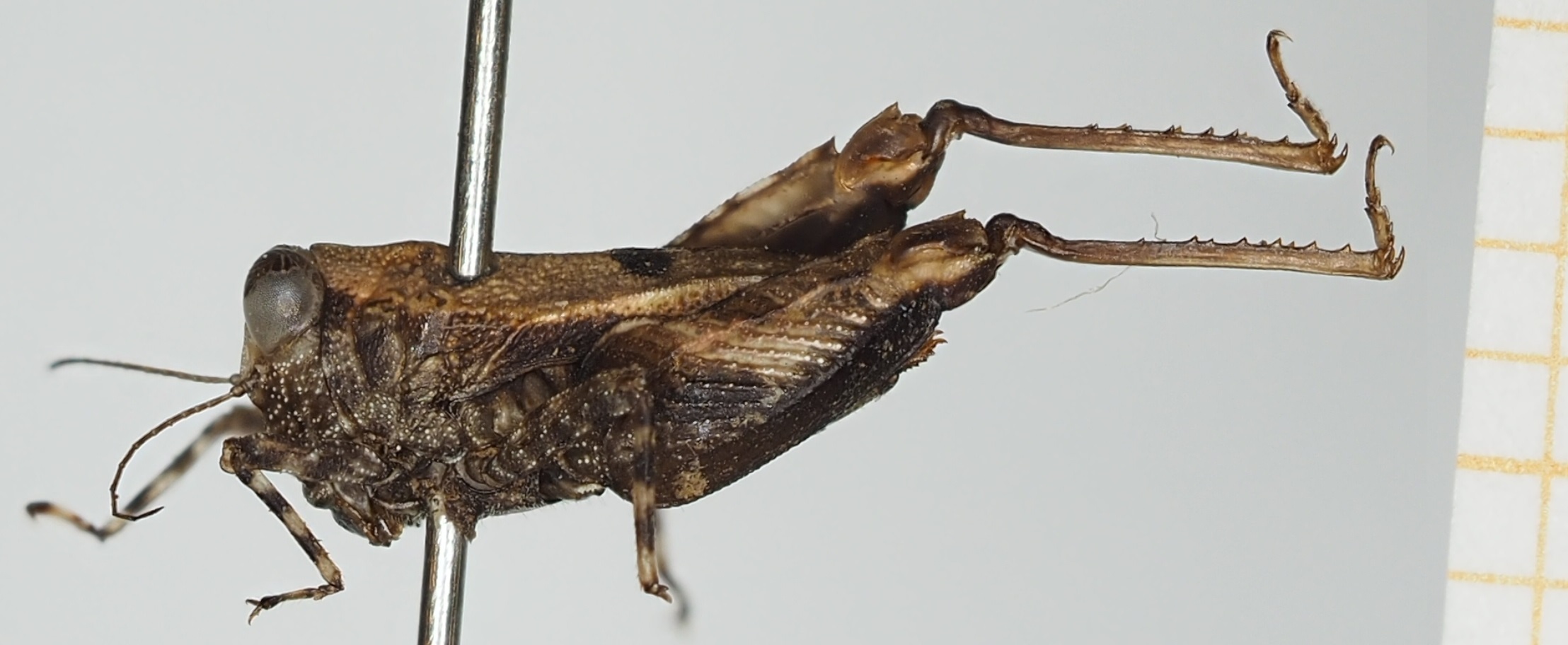 CollectionObject 1518012; 48f2c29c-9ddb-4359-877a-b3c702e4e16c, NHMUK10924490: female, lateral view (holotype). (CollectionObject).