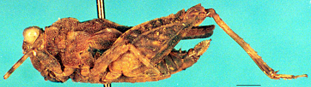 CollectionObject 1501972; a252b47d-ebbb-4683-8e0a-ecfd26b511ff: female, lateral view. (CollectionObject).
