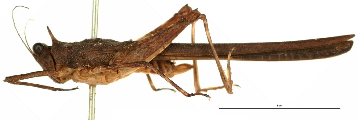 CollectionObject 1575683; 6619a6c5-aa61-4143-a9db-087704891608: female, lateral view. (CollectionObject).