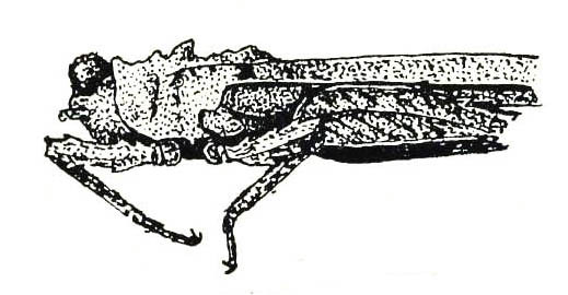 Platygavialidium productum (Walker, 1871): Fig. 60. male, front portion of body, lateral view (Gavialidium philippinum). (Otu).