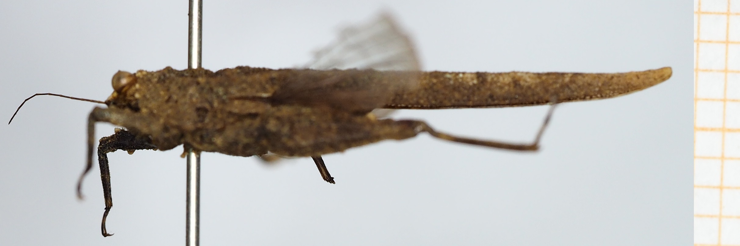 CollectionObject 1506074; 760a03d6-2e97-43da-8739-417831391bcc: female, lateral view (syntype). (CollectionObject).