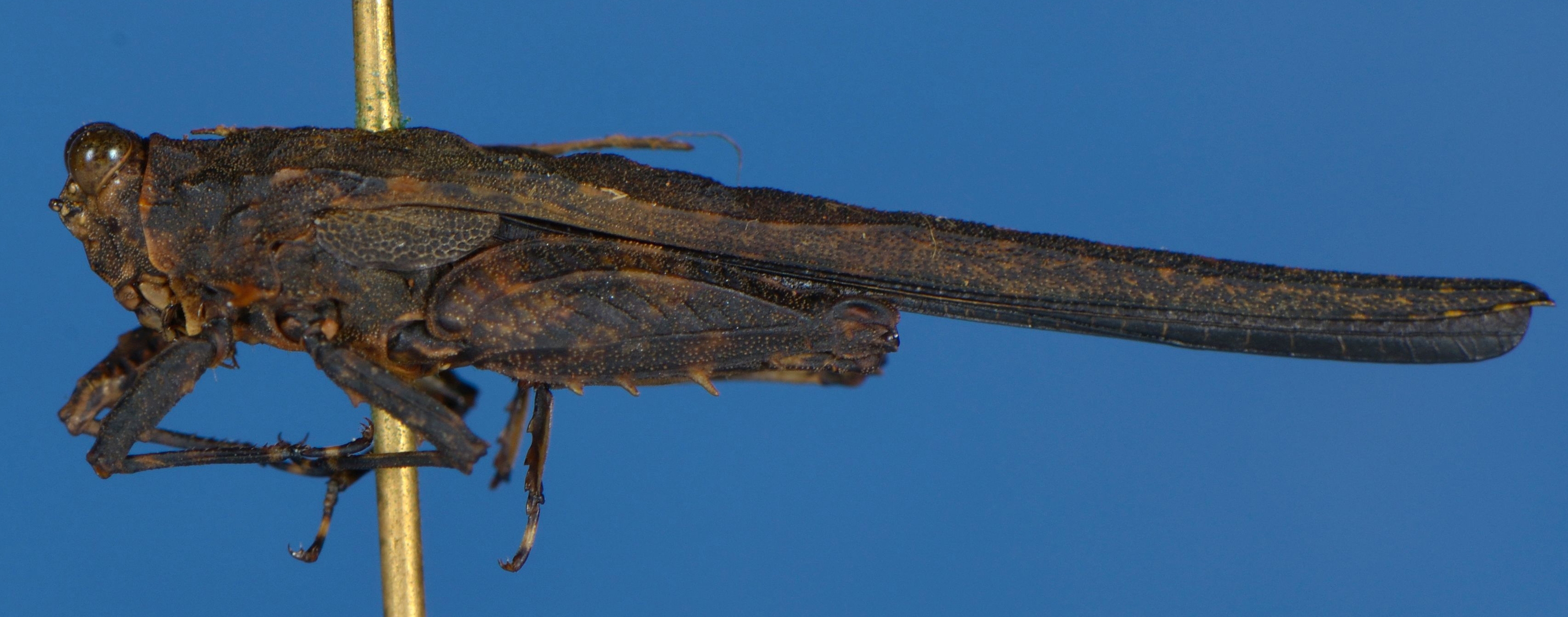 Euscelimena harpago (Serville, 1838): lateral view. (Otu).