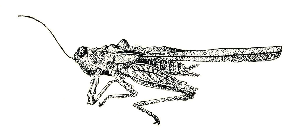 Falconius bedoti (Bolívar, 1909): Fig. 92. female habitus. (Otu).