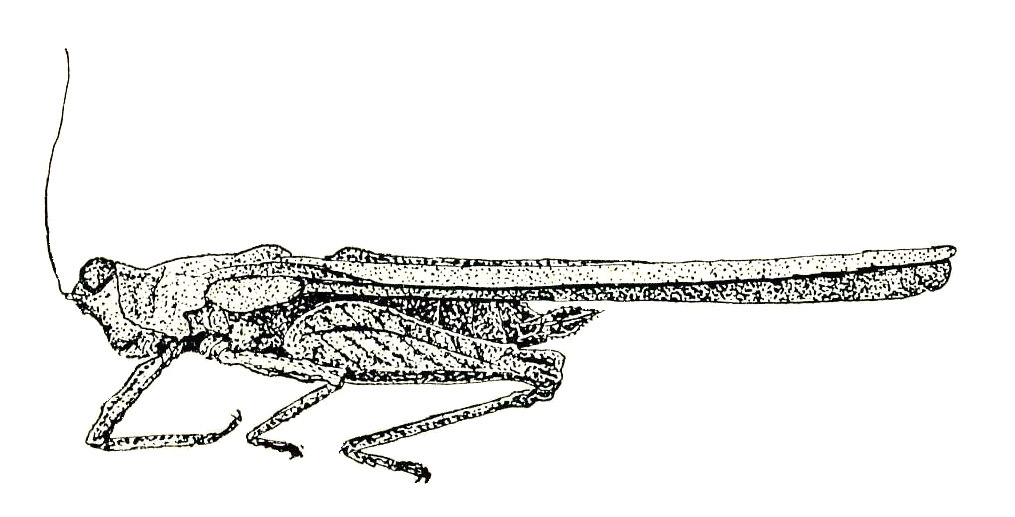 Falconius clavatus Bolívar, 1898: Fig. 96. female habitus. (Otu).