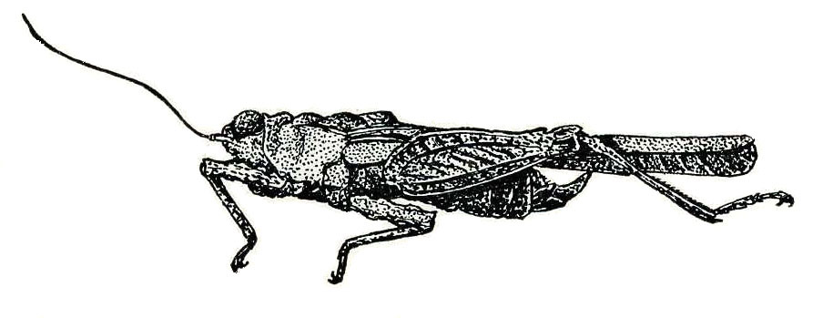 Falconius clavitarsis (Bolívar, 1887): Fig. 81. male, lateral view. (Otu).