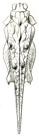 Falconius inaequalis (Brunner von Wattenwyl, 1893): Pl. V, Fig. 39. female, dorsal view. (Otu).