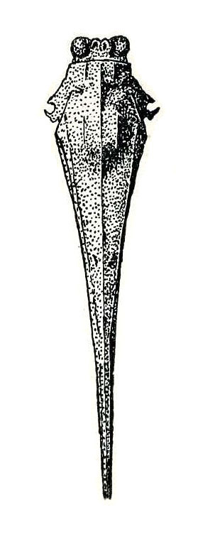 Falconius pseudoclavitarsis Günther, 1938: Fig. 83. female, dorsal view. (Otu).