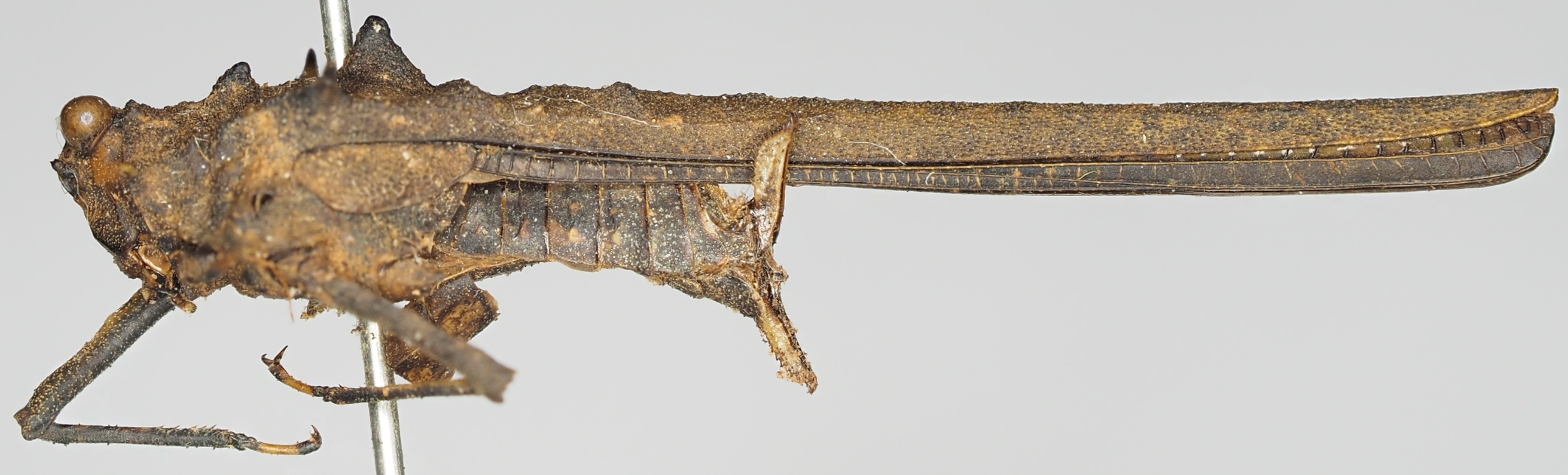 CollectionObject 1516357; d3fa8ae8-8fa7-49b6-84ea-9d9e074d7ee4: female, lateral view (holotype). (CollectionObject).