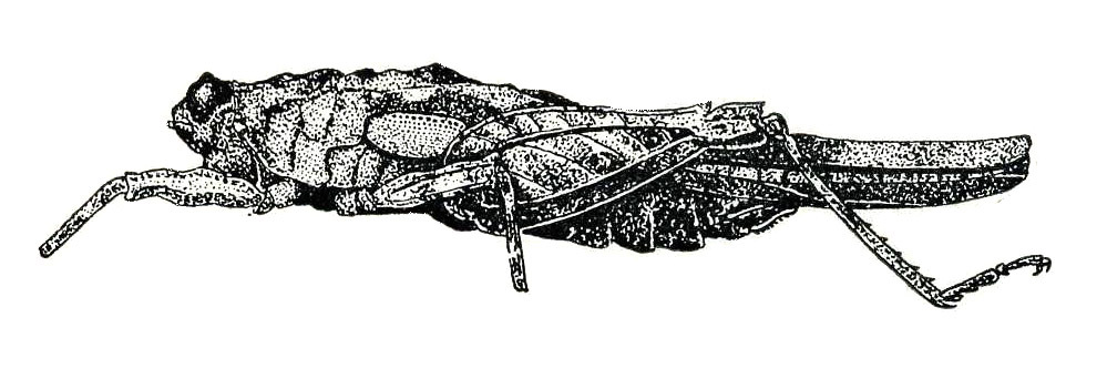 Indoscelimena flavopicta (Bolívar, 1909): Fig. 104 (after holotype). female, lateral view. (Otu).