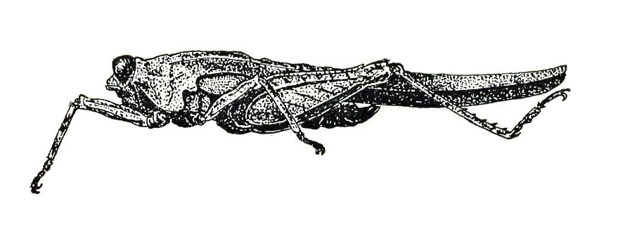 Indoscelimena hamata Günther, 1938: Fig. 106 (after holotype). male habitus. (Otu).