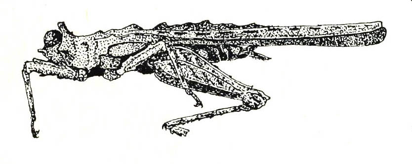 Paramphibotettix multidentatus (Hancock, 1915): Fig. 66. female habitus. (Otu).