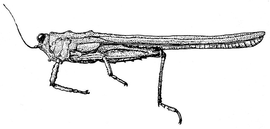 Platygavialidium sinicum Günther, 1939: Fig. 240. female, lateral view (pronotum length 26-27 mm, hind femur 7.8 mm). (Otu).