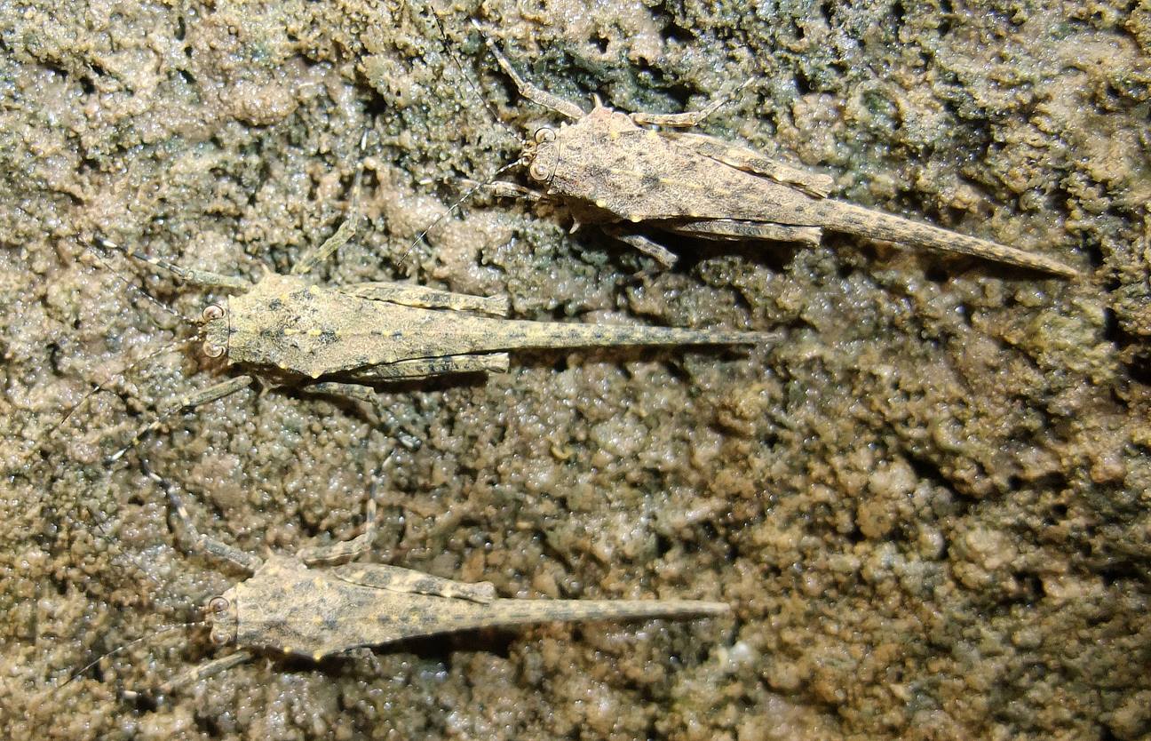 Scelimena discalis (Hancock, 1915): (Otu).